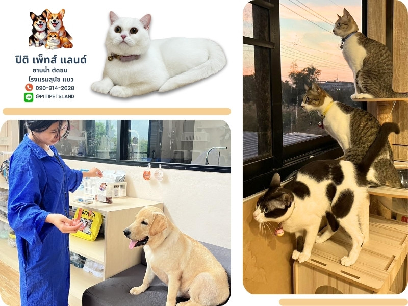 บริการอาบน้ำตัดขนหมา แมว