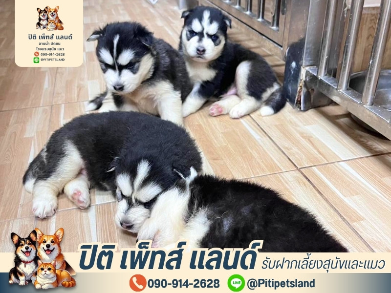 รับฝากเลี้ยงสุนัขและแมว