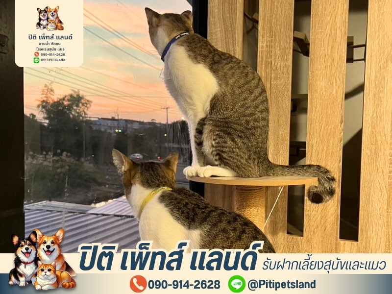 รับฝากเลี้ยงแมวทุ่งครุ