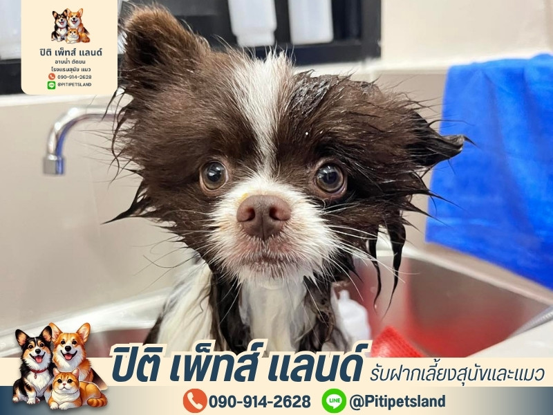 อาบน้ำ-ตัดขนน้องหมา