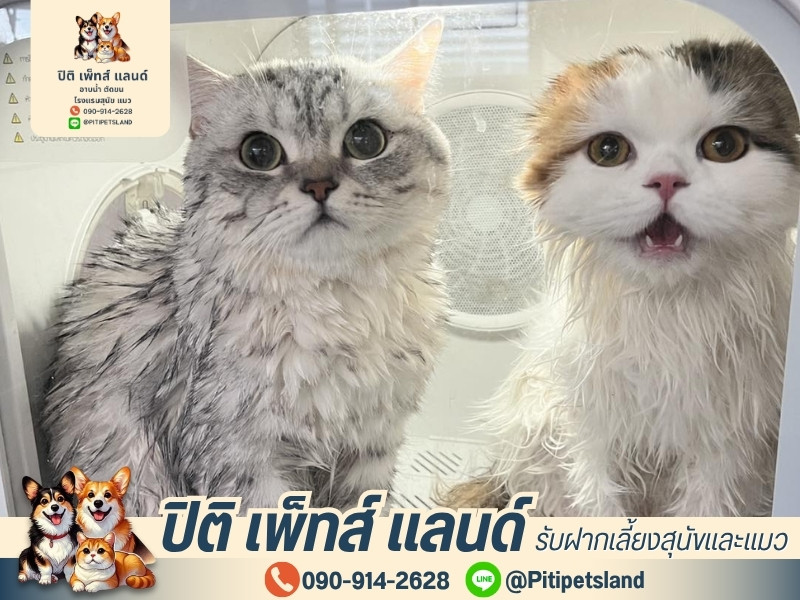อาบน้ำ-ตัดขนน้องแมว