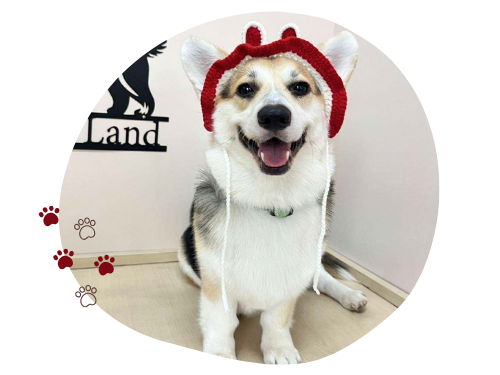 รับฝากสัตว์เลี้ยง